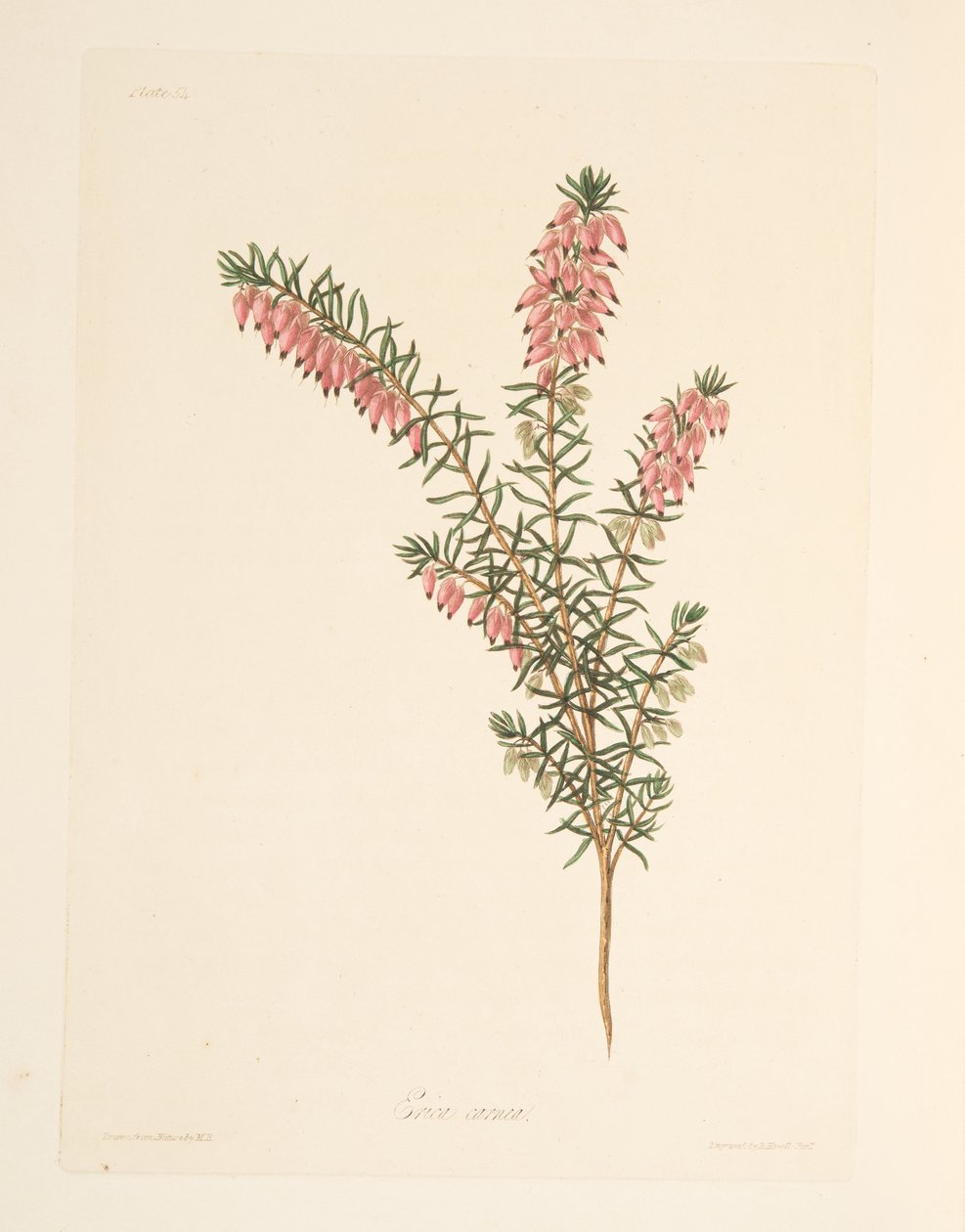 Brezo de floración temprana de color carne, de Ilustraciones florales de las estaciones, pub. 1829 de Margaret Roscoe