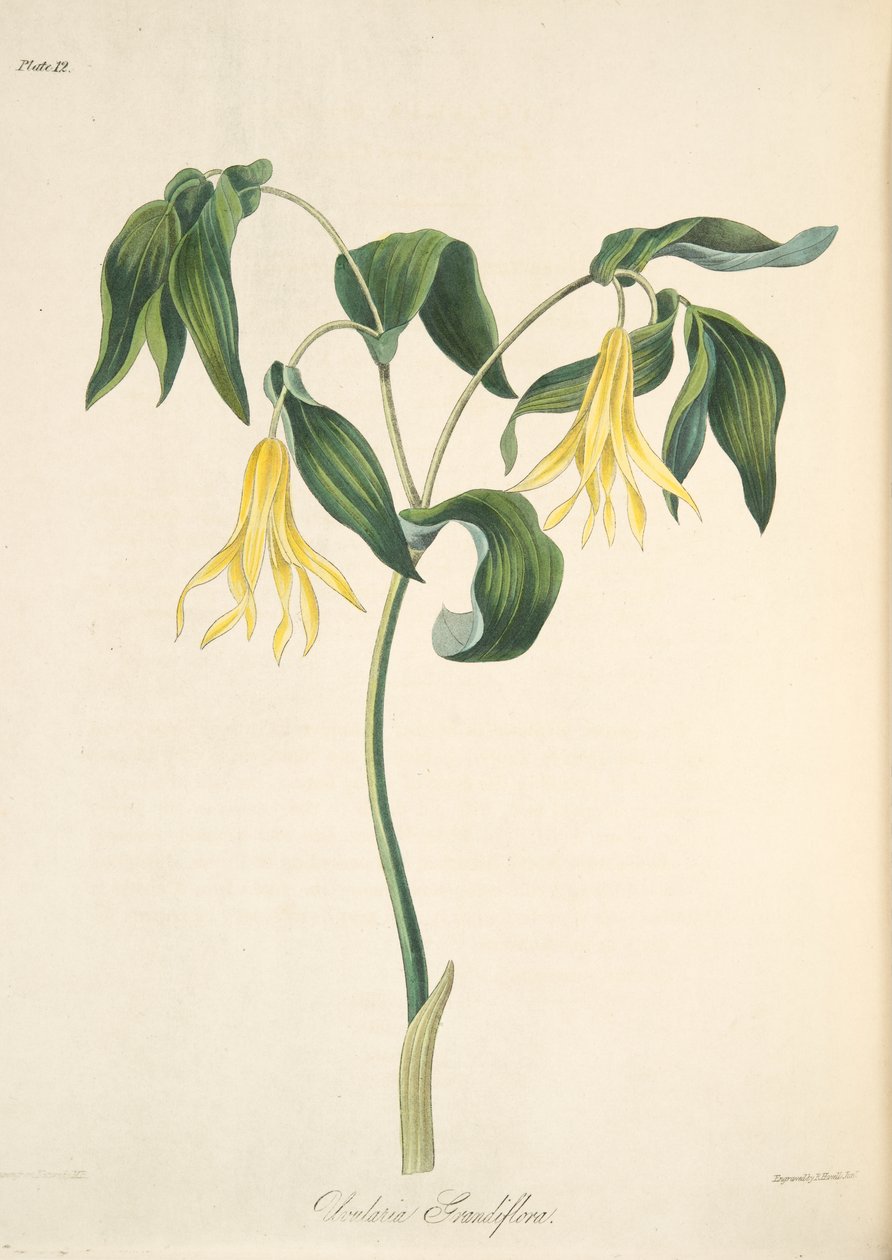 Bellwort de flores grandes, de Ilustraciones florales de las estaciones, pub. 1829 de Margaret Roscoe
