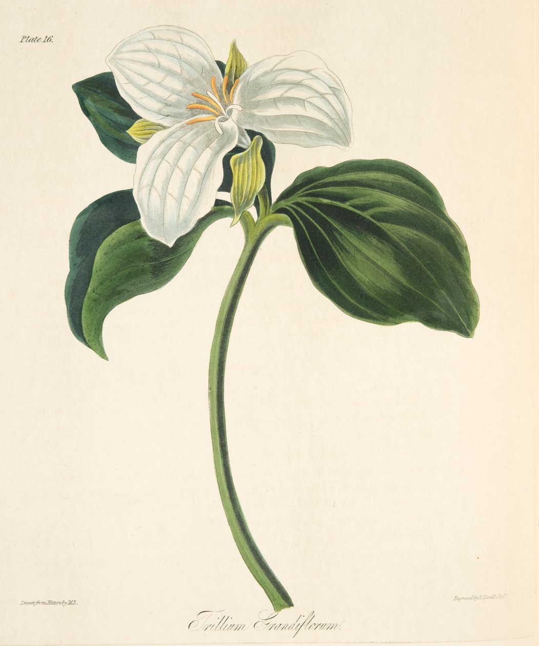 Trillium de flores grandes, de Ilustraciones florales de las estaciones, pub. 1829 de Margaret Roscoe