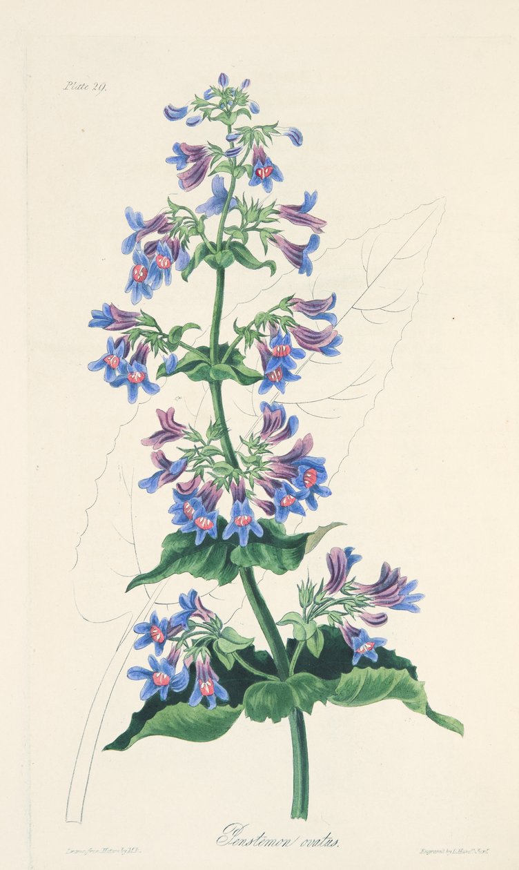 Penstemon de hojas ovadas, de Ilustraciones florales de las estaciones, pub. 1829 de Margaret Roscoe