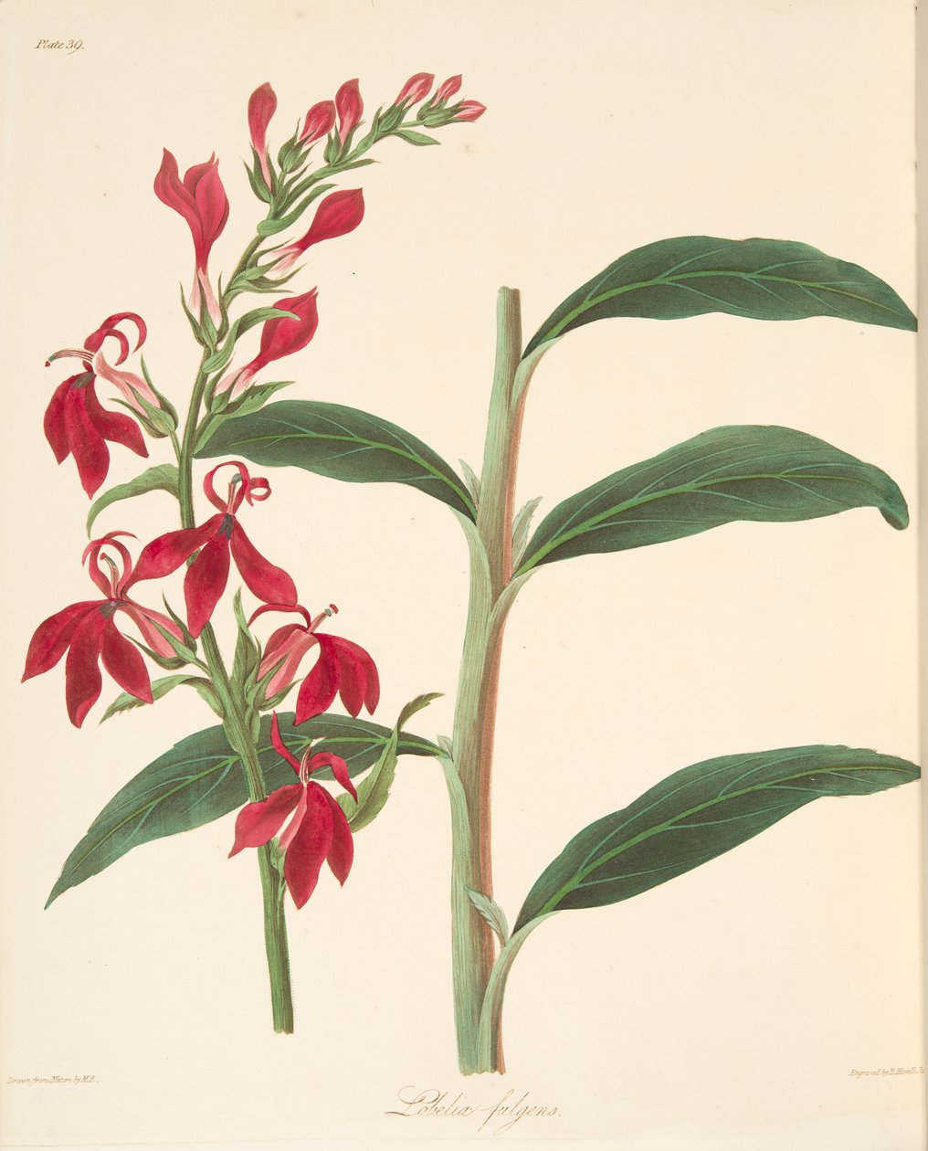 Lobelia refulgente, de Ilustraciones florales de las estaciones, pub. 1829 de Margaret Roscoe