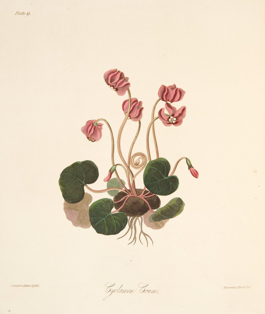 Ciclamen de hojas redondas, de Ilustraciones florales de las estaciones, pub. 1829 de Margaret Roscoe