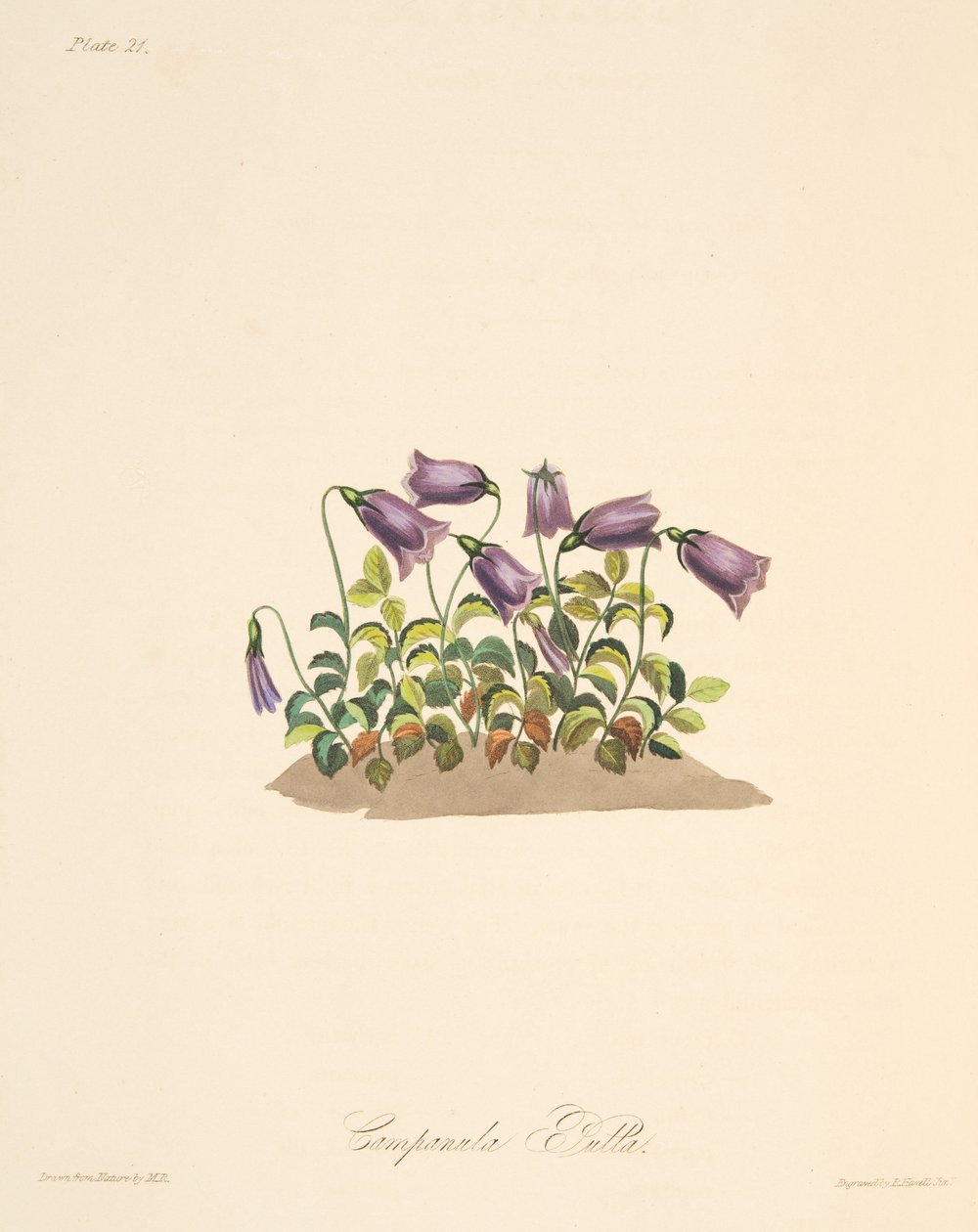 Campanilla rojiza, de Ilustraciones florales de las estaciones, pub. 1829 de Margaret Roscoe