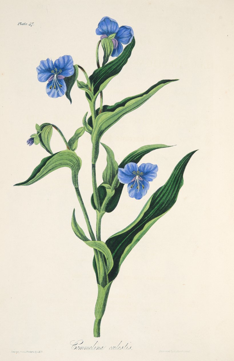 Commelina azul cielo, de Ilustraciones florales de las estaciones, pub. 1829 de Margaret Roscoe