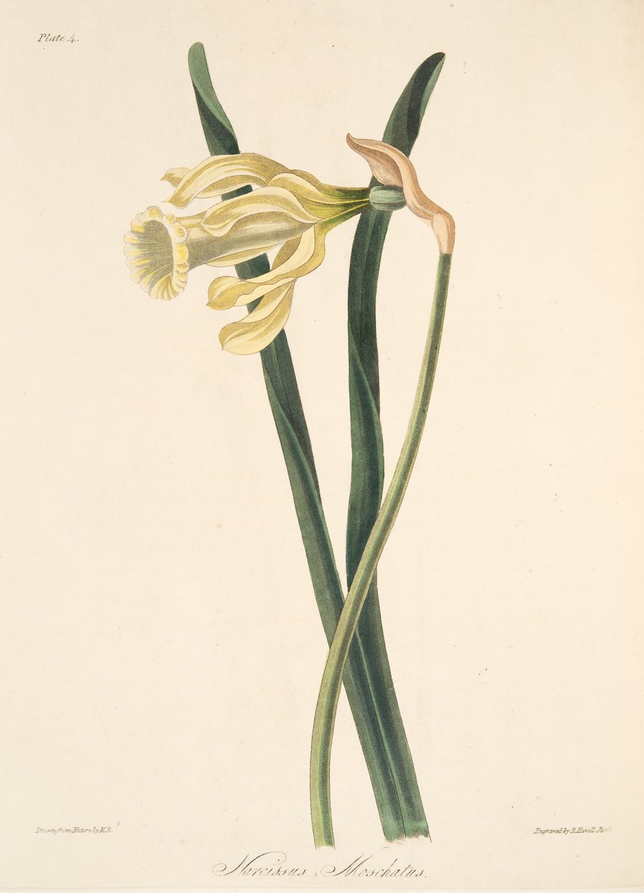 Narciso español, de Ilustraciones florales de las estaciones, pub. 1829 de Margaret Roscoe