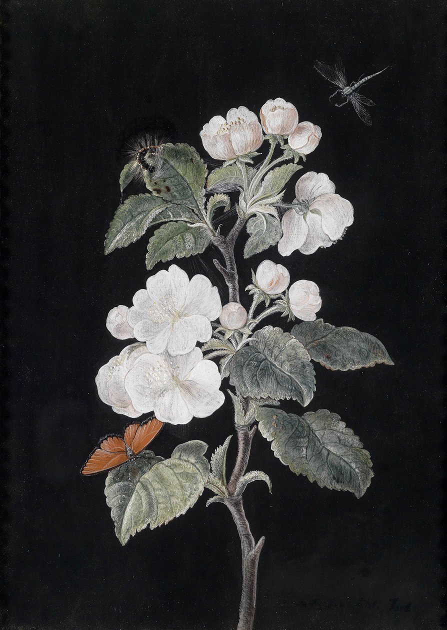 Flores de manzano con mariposas de Margaretha Barbara Dietzsch