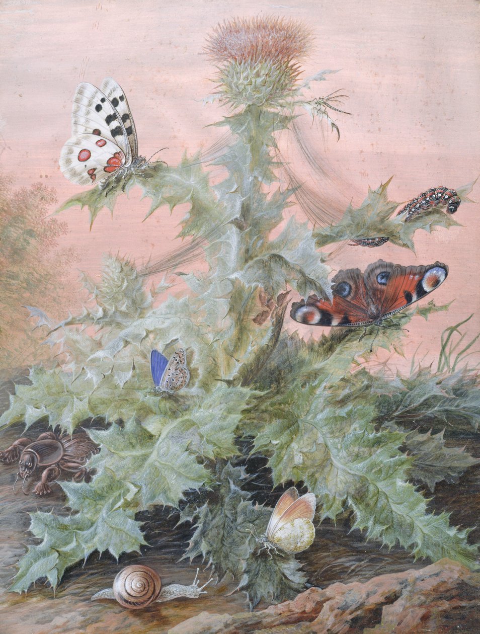 Insectos alrededor de un Cardo, 1700 de Margaretha Barbara Dietzsch