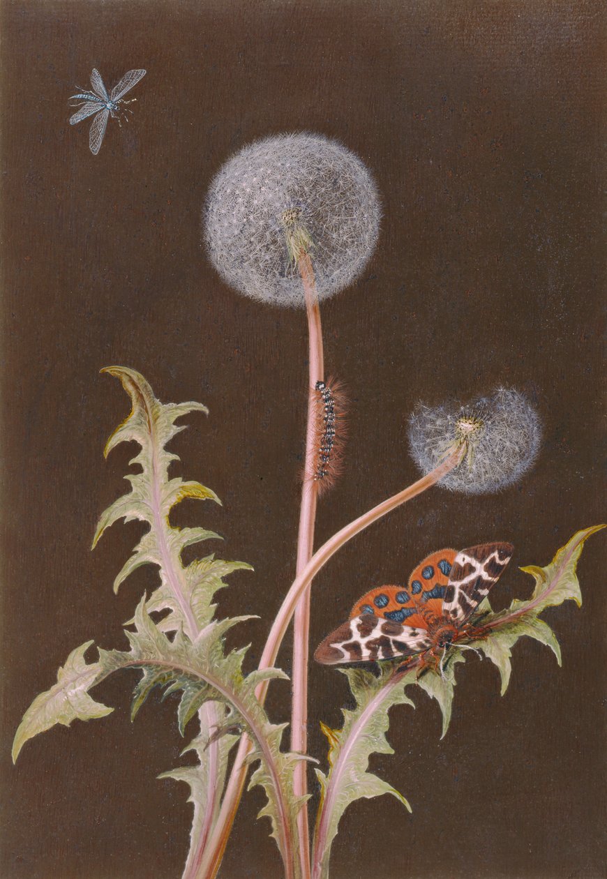 Diente de león (Taraxacum officinale) con insectos de Margaretha Barbara Dietzsch