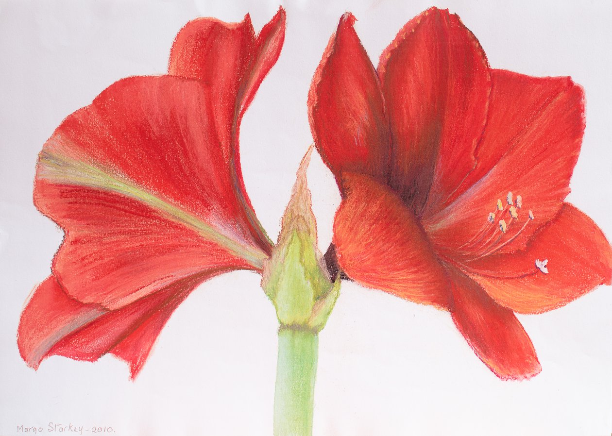 Amarilis, 2015 de Margo Starkey