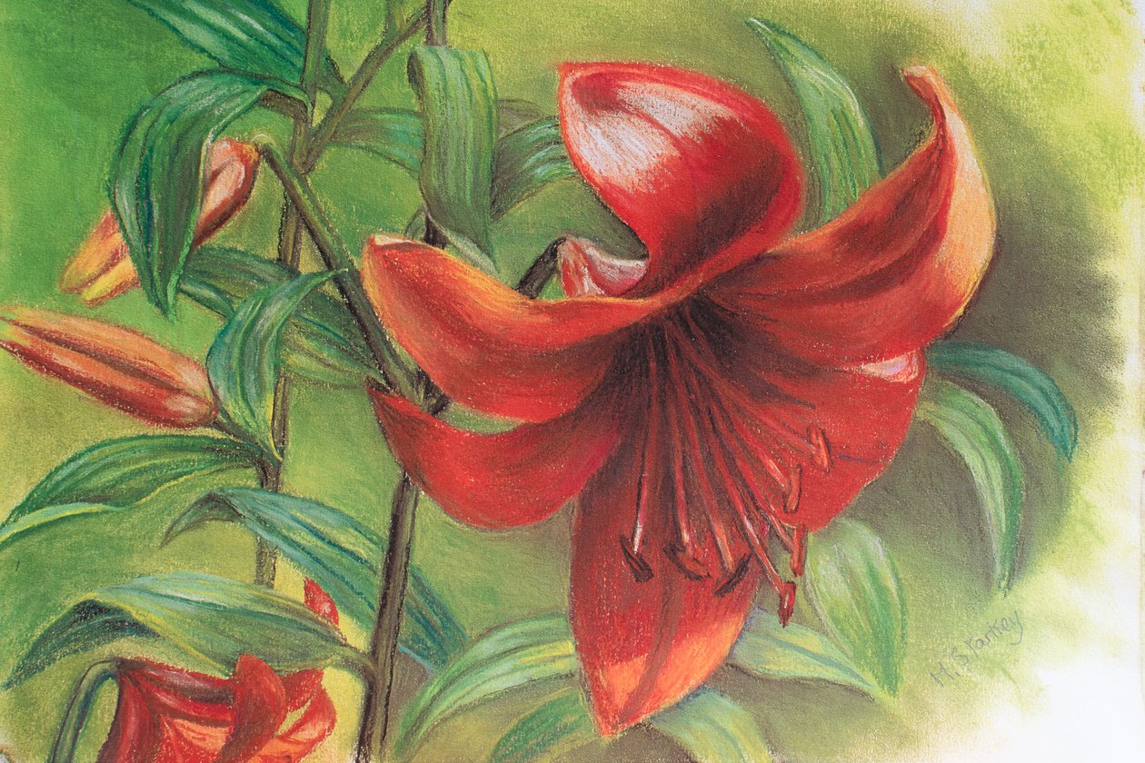 Lilium, 2017 de Margo Starkey