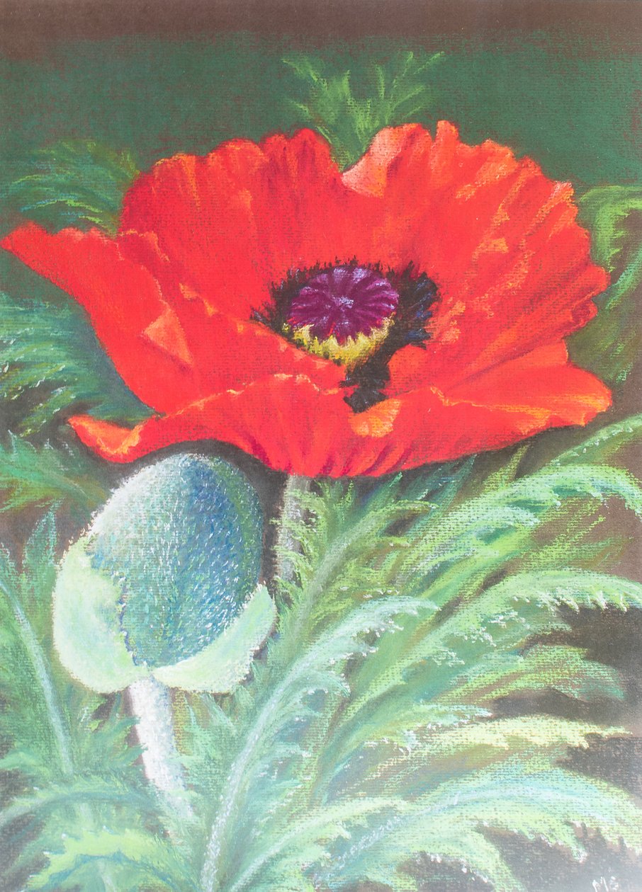 Amapolas de Margo Starkey