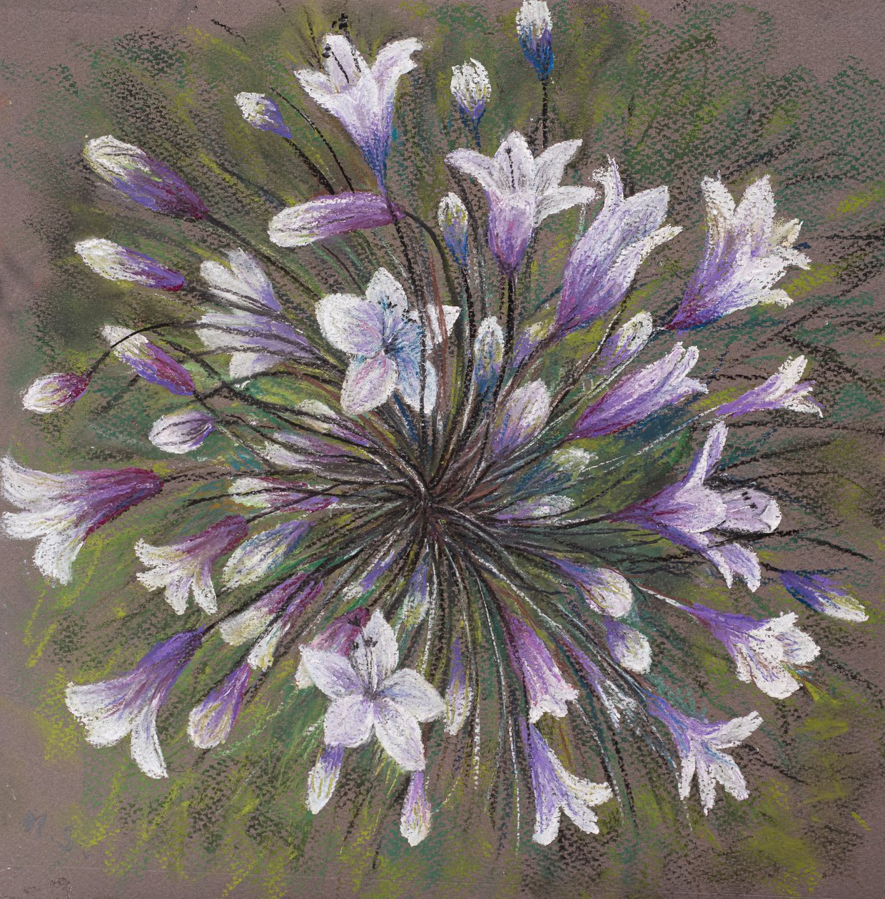 Familia Allium de Margo Starkey