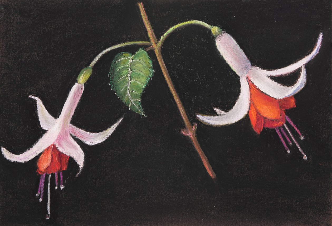 Fucsias de Margo Starkey