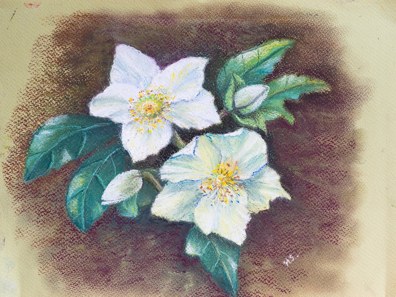 Helleborus de Margo Starkey