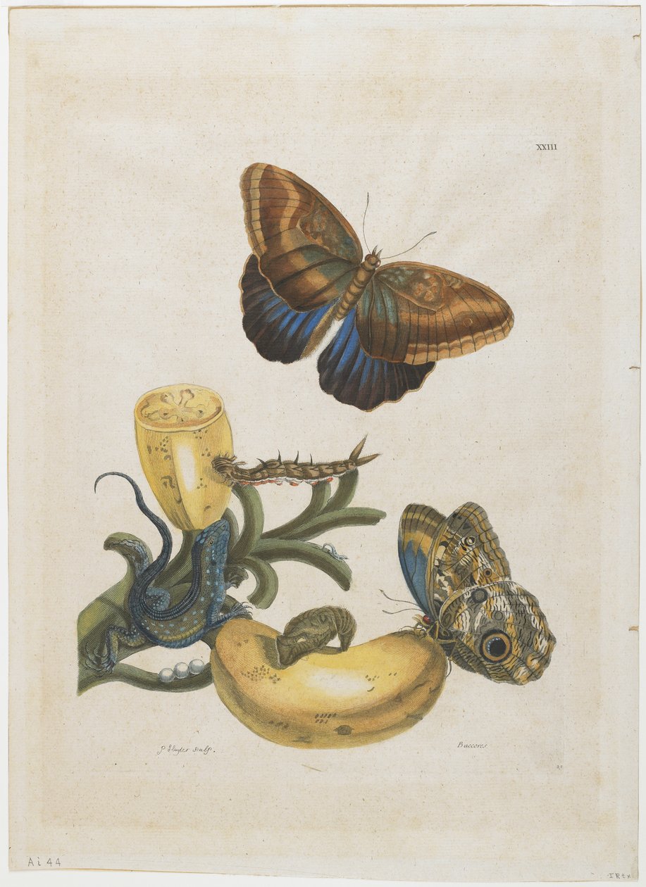 Plátanos y lagarto azul, 1705-71 de Maria Sibylla Merian