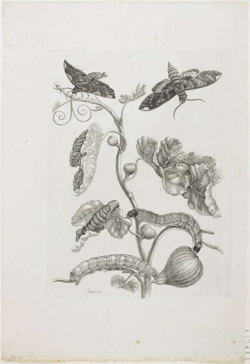 Mariposas, orugas y planta de Maria Sibylla Merian