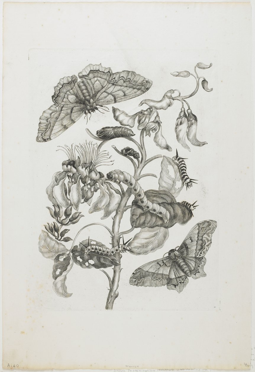Orugas, Mariposas y Flor, 1705-71 de Maria Sibylla Merian