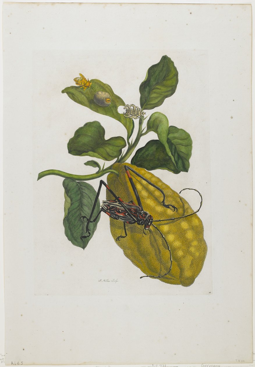 Fruta cítrica y escarabajo, 1705-71 de Maria Sibylla Merian