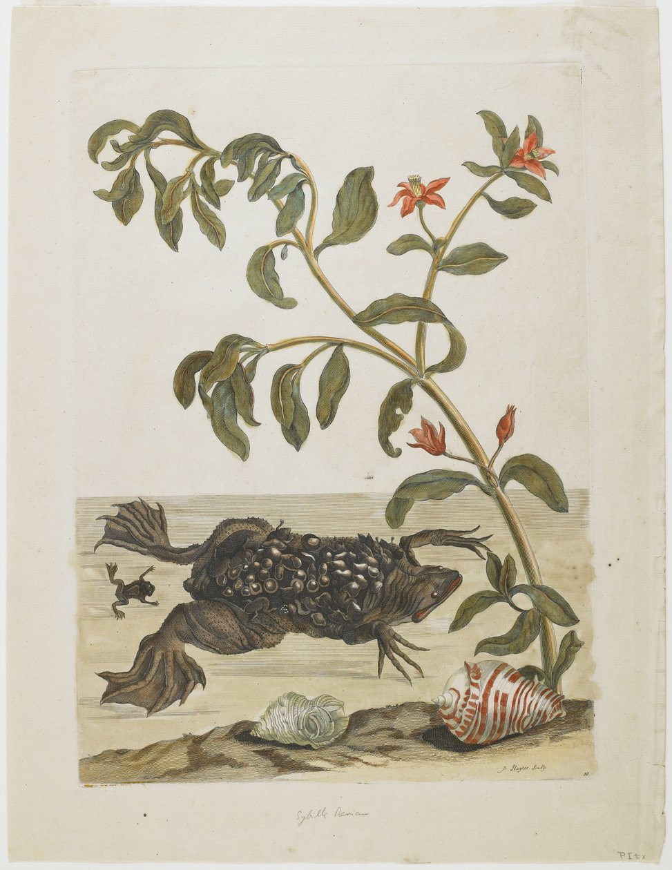 Sapo macho de Surinam, con huevos en la espalda (depositados por la hembra), conchas y planta con flores, 1705-71 de Maria Sibylla Merian