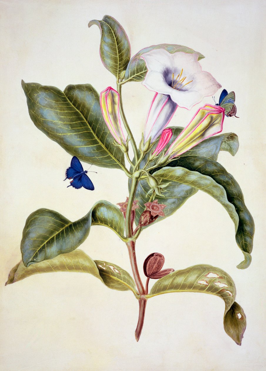No.3055c Manzana espinosa (Datura Wrightii) de Maria Sibylla Merian