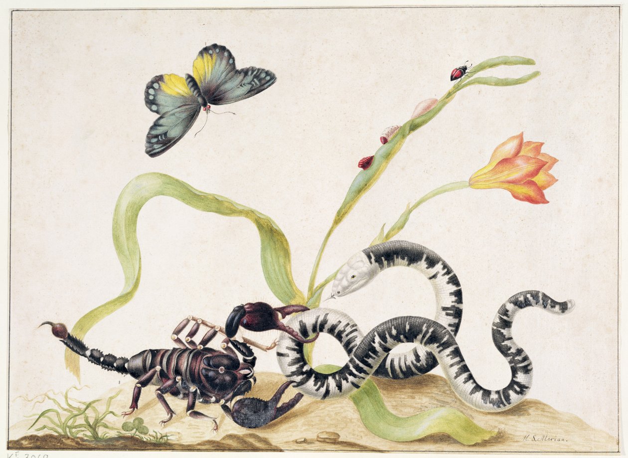 Escorpión y serpiente de Maria Sibylla Merian