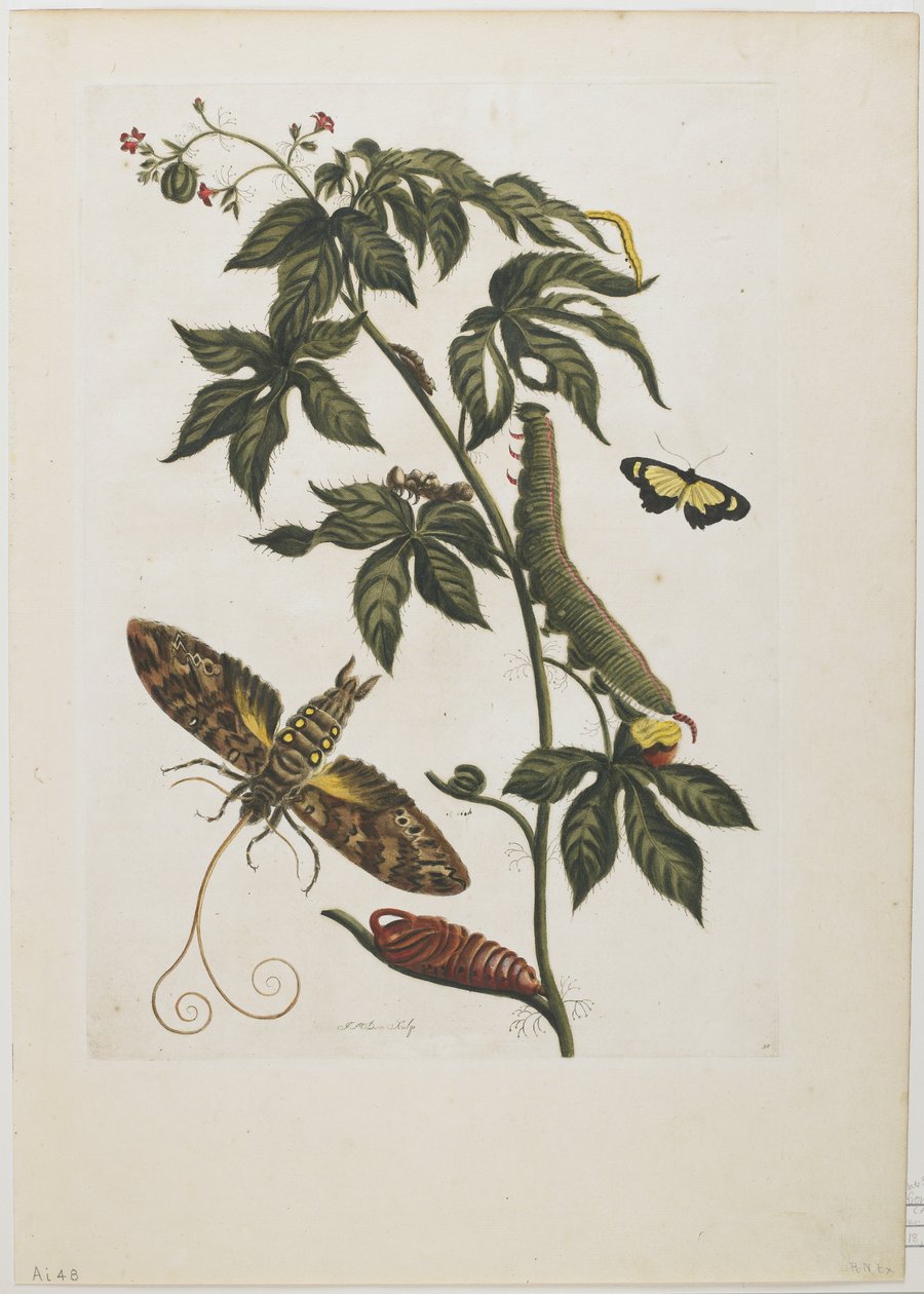 Esfinge polilla, larva, pupa y flor, 1705-71 de Maria Sibylla Merian