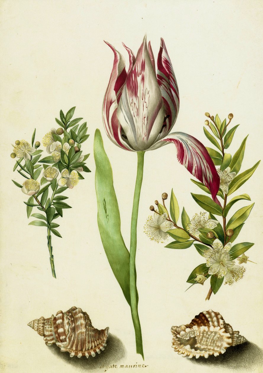 Tulipán, dos ramas de mirto y dos conchas, c.1700 de Maria Sibylla Merian