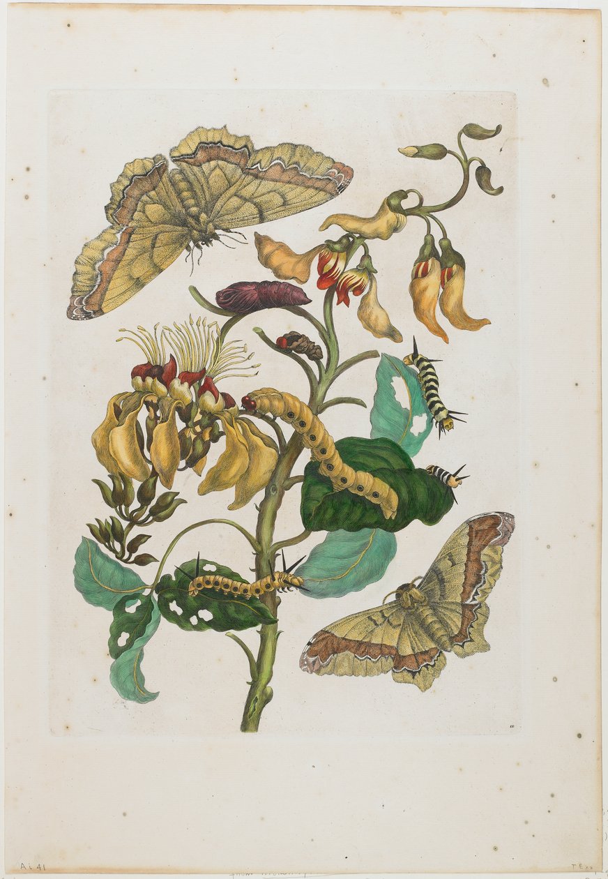 Orugas, mariposas (Arsenura armida) y flor (Pallisaden Boom: Erythrina fusca) de Maria Sibylla Merian