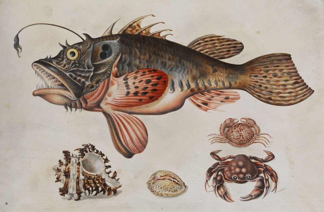 Pez de aguas profundas, cangrejos y caracoles marinos de Maria Sibylla Merian