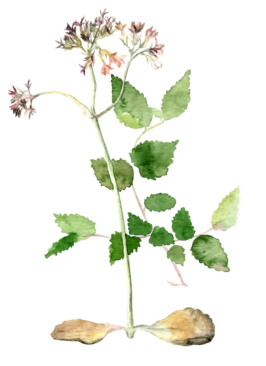 Flores, 2018 de Maria Basea