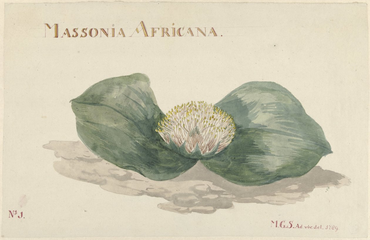 Bloem Massonia Africana MASSONIA AFRICANA (título sobre objeto) de Maria Geertruida Barbiers Snabilié