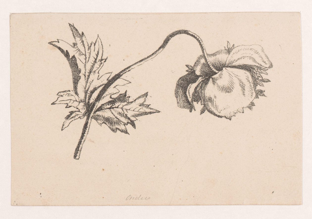 Amapola de Maria Geertruida de Goeje Barbiers (attributed to)