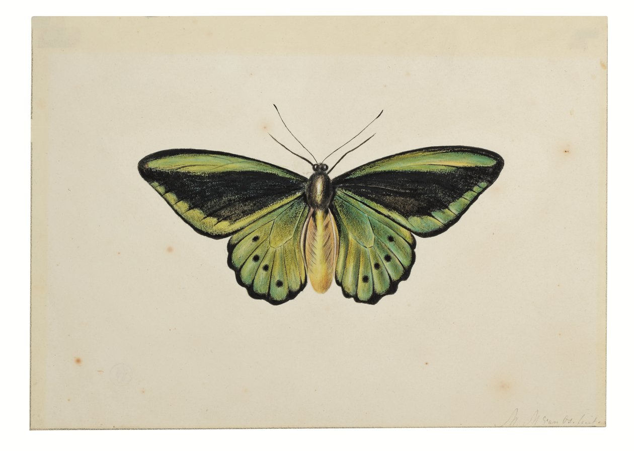 Mariposa verde común (Ornithoptera priamus) de Maria Margaretha van Os