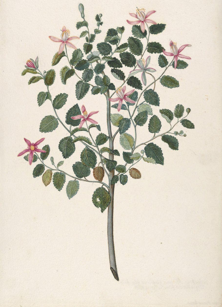 Estudio de una planta con flores rojo-púrpura Sebastiana africana purpurea, 1695 de Maria Monninckx