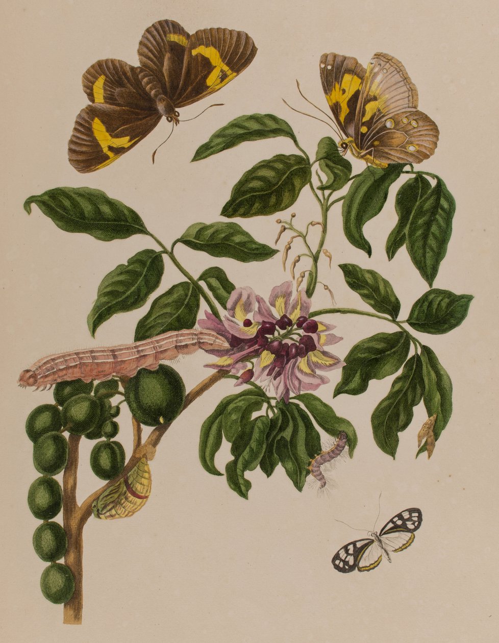 Ilustración de 