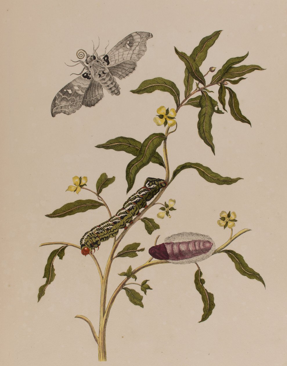 Ilustración de 