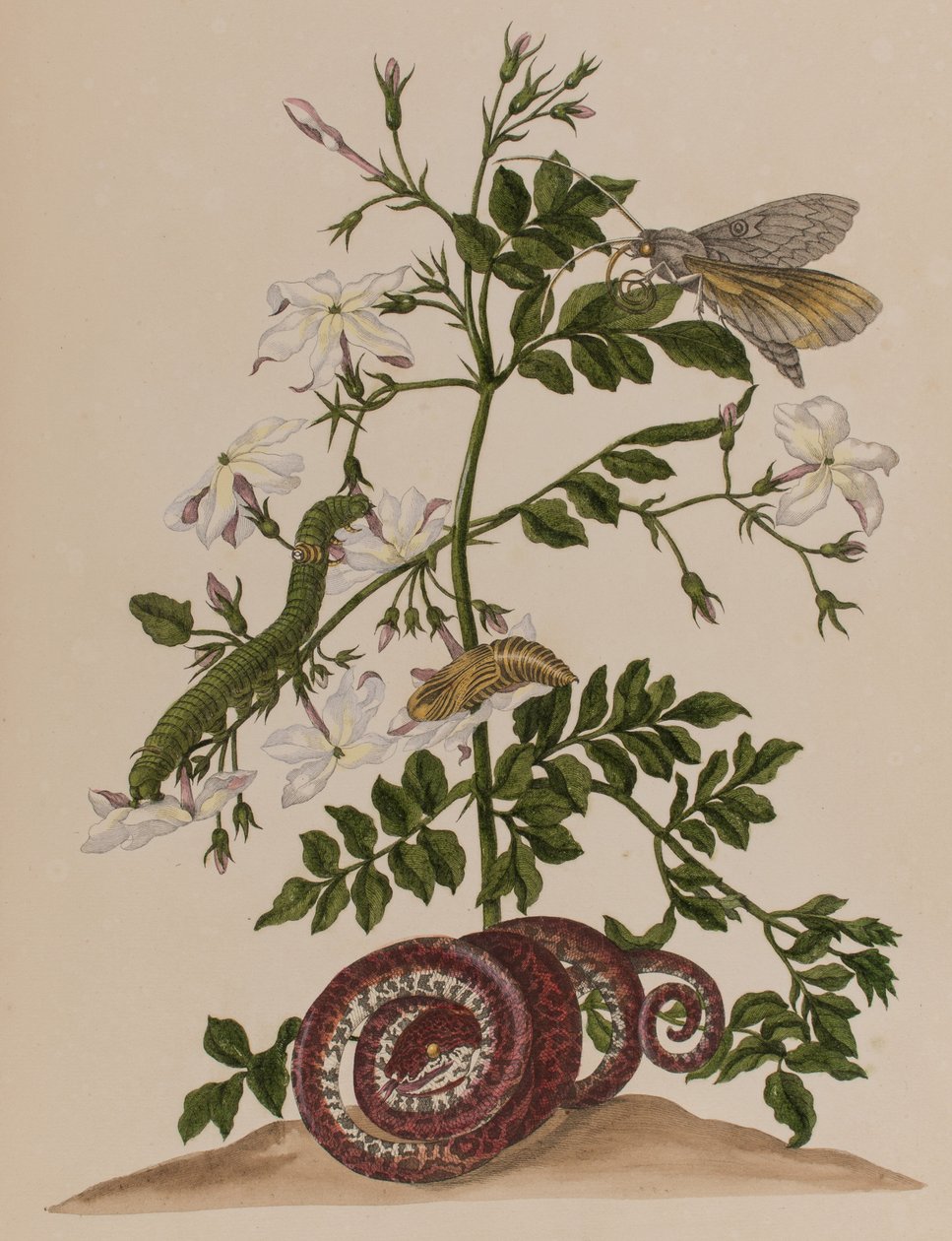 Ilustración de 