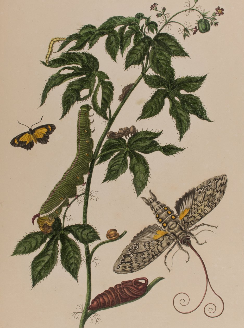 Ilustración de 