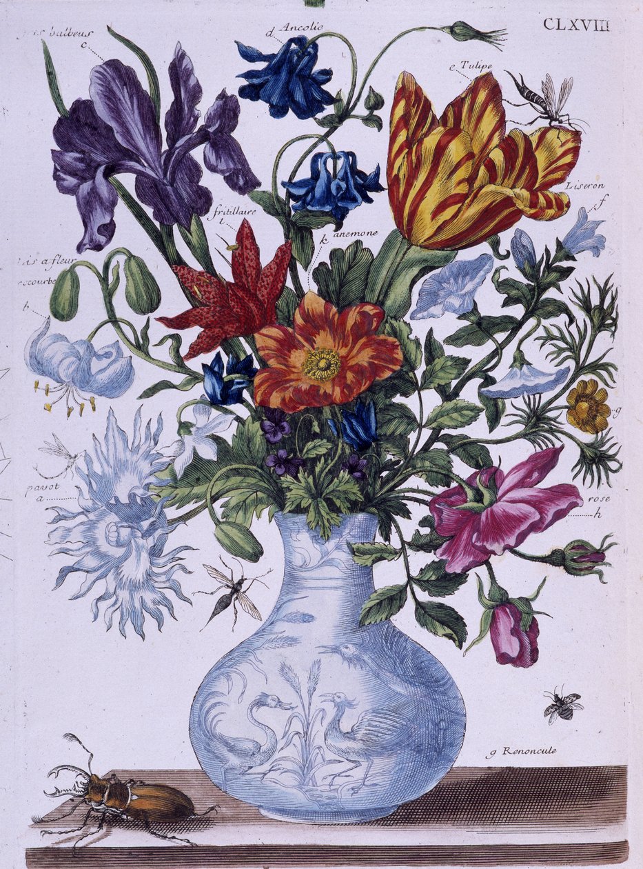 Escarabajo y diferentes flores - dess. por Maria Sibylla Merian, n.d., aprox. finales del siglo XVIII de Maria Sibylla Merian