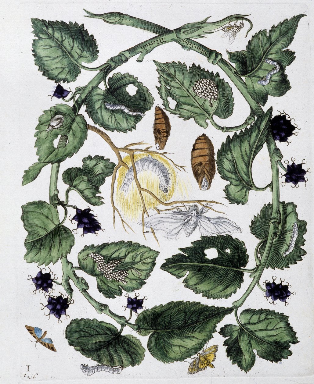 Mariposas y crisálida - dibujo de Maria Sibylla Merian, n.d., aprox. finales del siglo XVIII de Maria Sibylla Merian