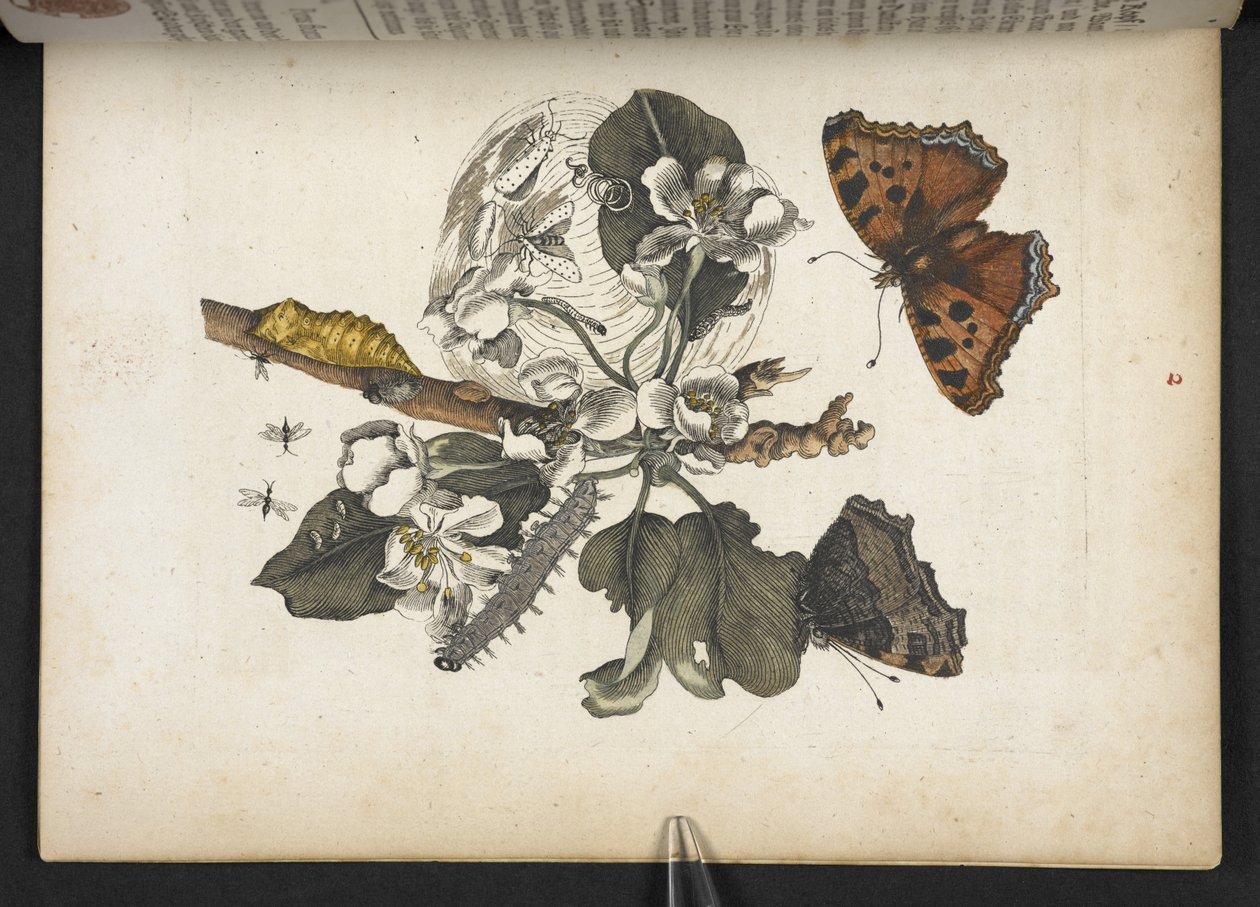 Mariposas, orugas y capullos, de 
