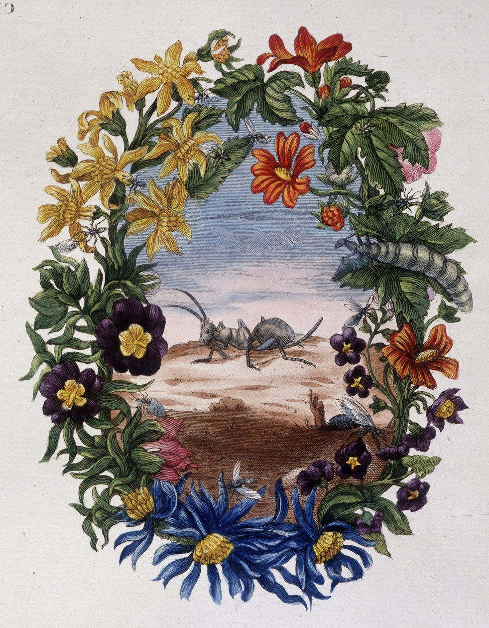 Hormiga - por Maria Sibylla Merian de Maria Sibylla Merian