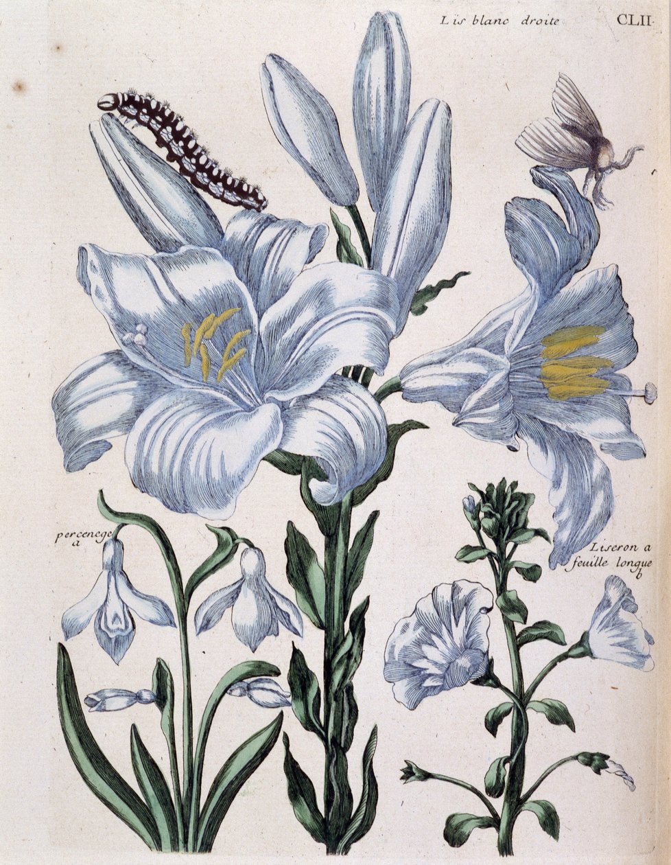 Lirio blanco derecho y borde de hoja larga - en "Historia general de los insectos de Surinam y de toda Europa" de Maria Sibylla de Merian, ed. Desnos, París de Maria Sibylla Merian