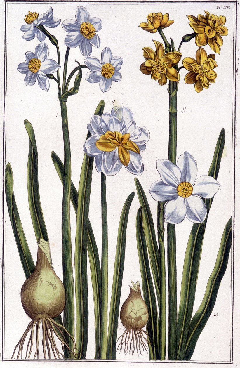 Narciso - en "Historia general de los insectos de Surinam y de toda Europa" de Maria Sibylla de Merian, ed. Desnos, París de Maria Sibylla Merian