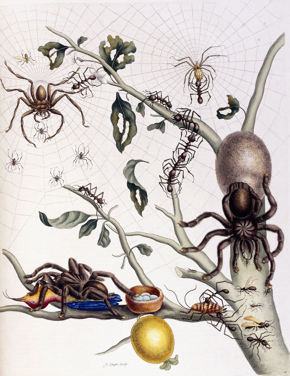 Varios arácnidos de Sudamérica, 1726 de Maria Sibylla Merian