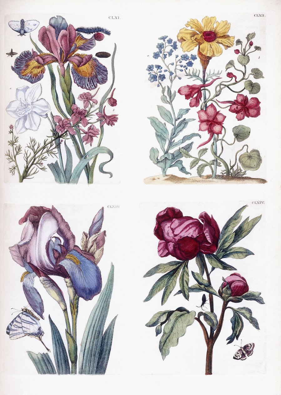 Varios insectos y flores europeos de Maria Sibylla Merian