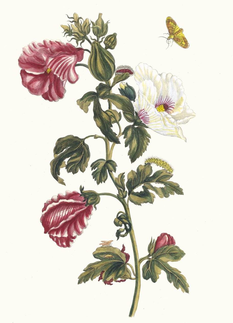 Althea. Del libro Metamorphosis insectorum Surinamensium de Maria Sibylla Merian