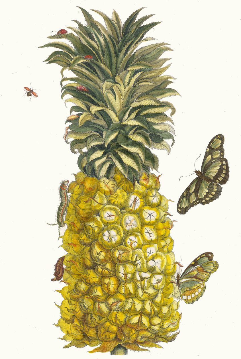 Ananas mur. Del libro Metamorphosis insectorum Surinamensium de Maria Sibylla Merian
