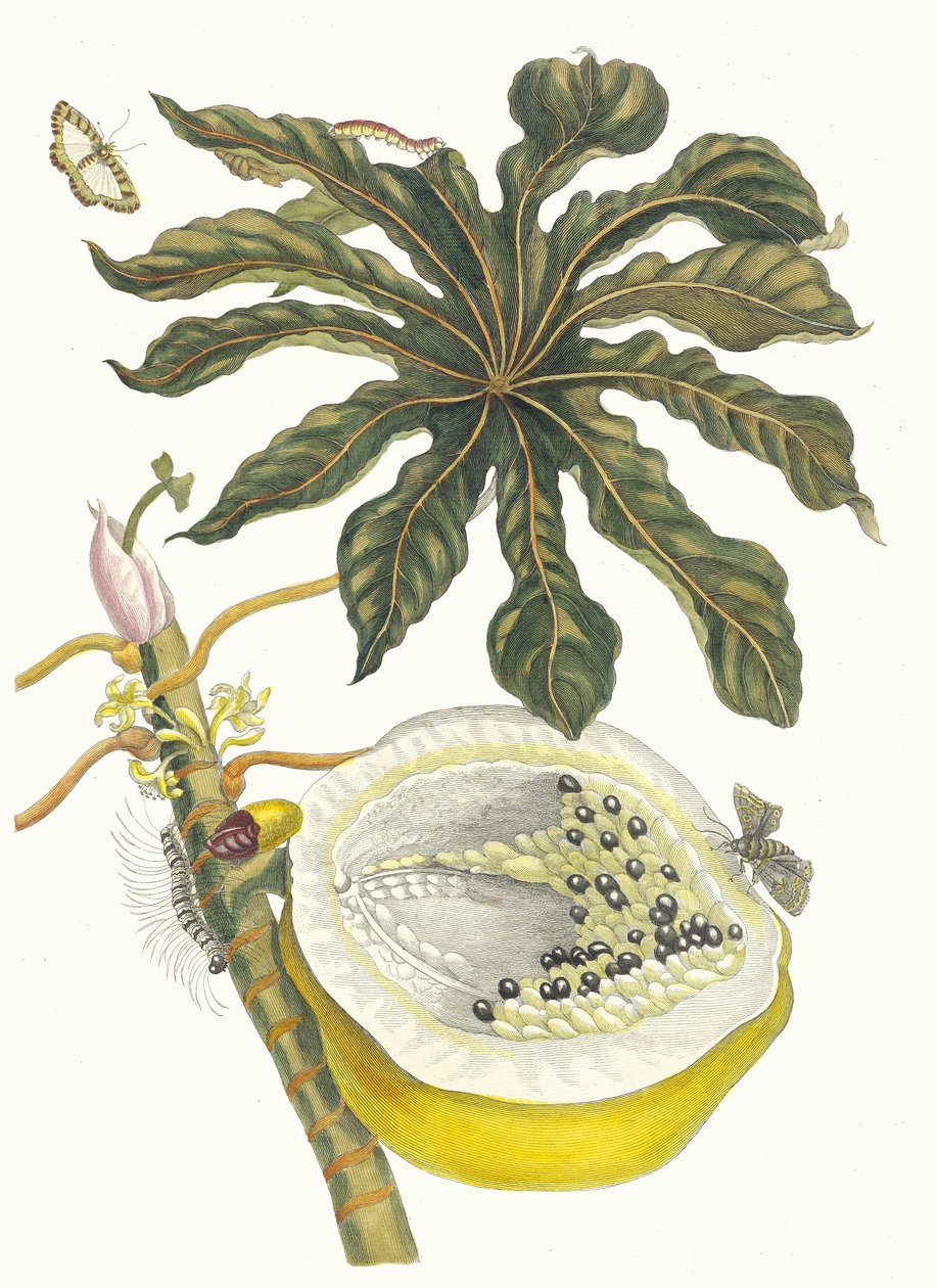 Carica papaya. Del libro Metamorphosis insectorum Surinamensium, 1705 de Maria Sibylla Merian