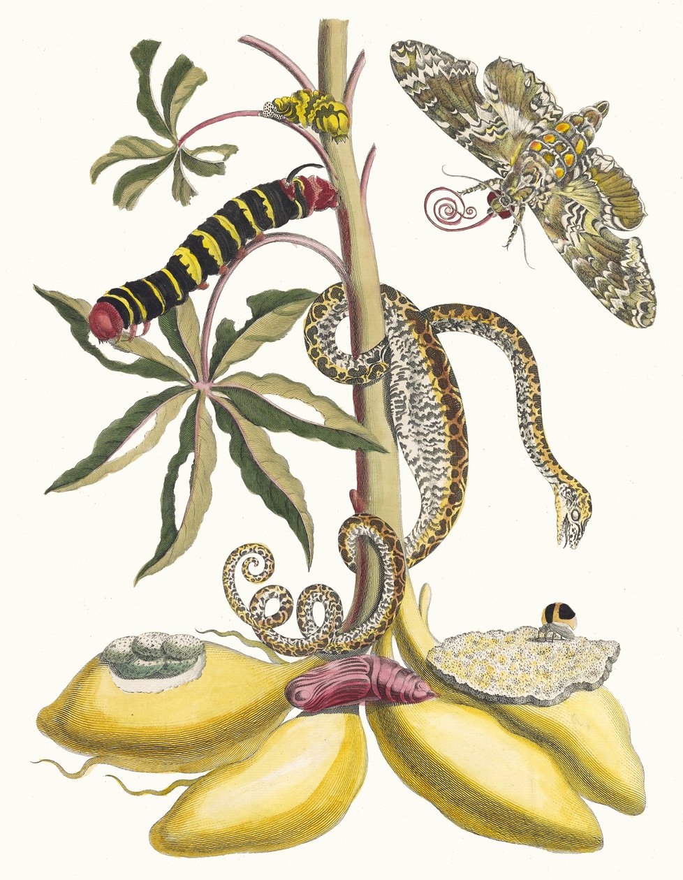 Cassave. Del libro Metamorphosis insectorum Surinamensium, 1705 de Maria Sibylla Merian
